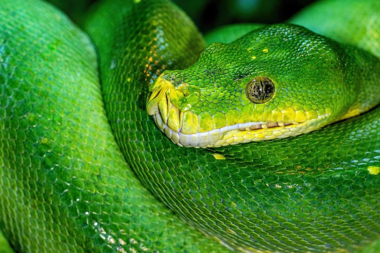 Unlock Your Coding Potential: The Ultimate Guide to Python for Beginners