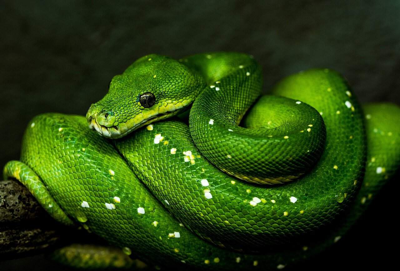 Unlock Your Coding Potential: Discover the Best Python IDEs for Every Developer