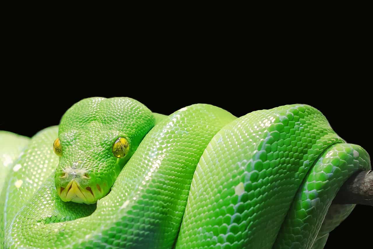 Unlock Your Coding Potential: Why a Python Bootcamp is Your Best Path to Success!